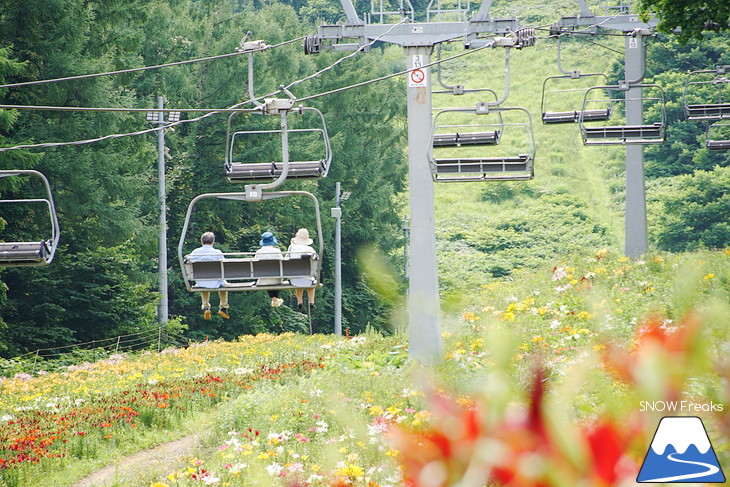 オーンズ春香山ゆり園 今年も綺麗な『ゆり』のシーズン到来♪